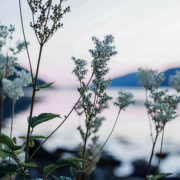 Krisesenteret i Sogn og Fjordane