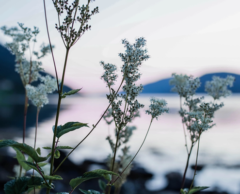 Krisesenteret i Sogn og Fjordane